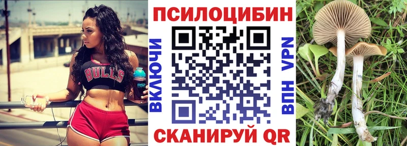 где купить наркоту  Дубна  Галлюциногенные грибы Psilocybe 