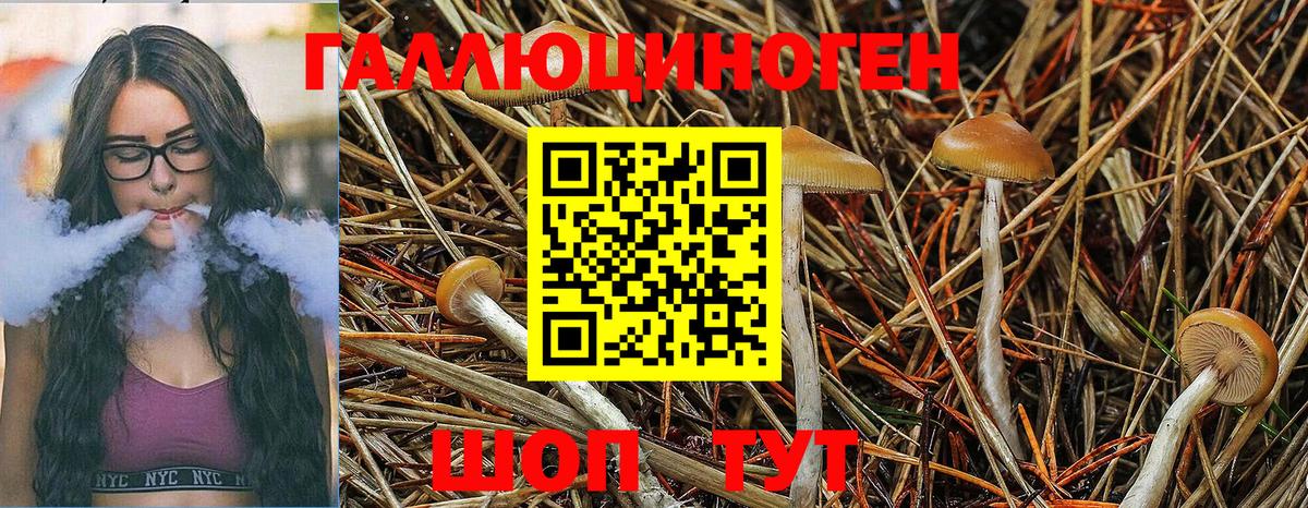 Галлюциногенные грибы прущие грибы  Дубна 
